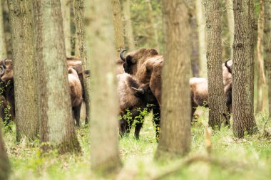Anneden içme bizon buzağı
