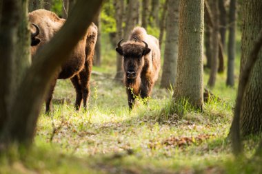 Ormanda genç bizon