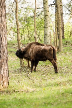   bizon boyun ağaç gövdesinde tırmalamak