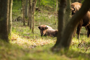 Otların arasında yalan bizon buzağı