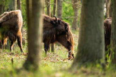 Avrupa bizonu geri tırmalamak