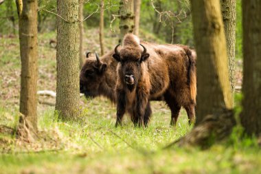 Bizon burun ayakta yalama 