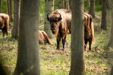 Bizon ağacın arkasında 