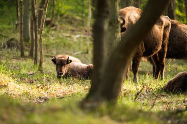 Otların arasında yalan bizon buzağı