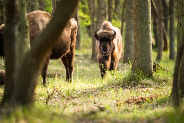 Ormandaki genç bizon