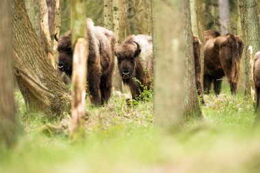 Bizonlar ormandaki sürüsü