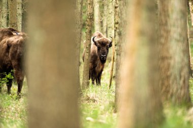Bizon buzağı ayakta ağaçlar arasında 