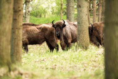 Bizonlar ormandaki grubu