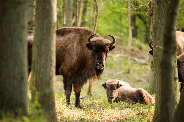 Bisonte europeo madre con vitello nella foresta — Foto Stock