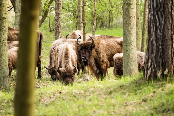 Groupe de bisons brouteurs — Photo