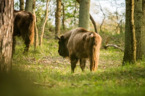 Vue arrière du bison européen — Photo