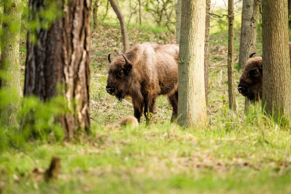 Vue latérale du bison européen — Photo