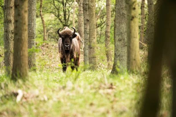 Vitello bisonte solitario nella foresta — Foto Stock