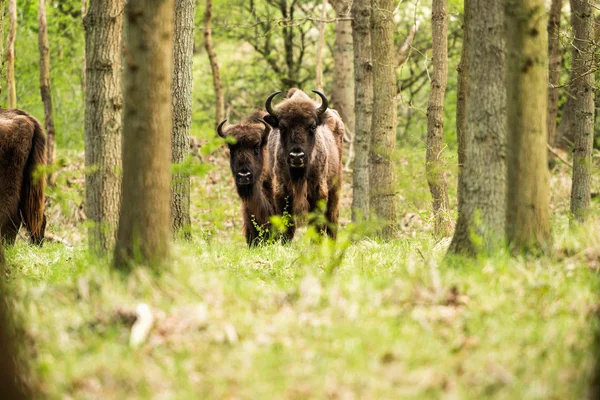 Zwei europäische Wisente — Stockfoto