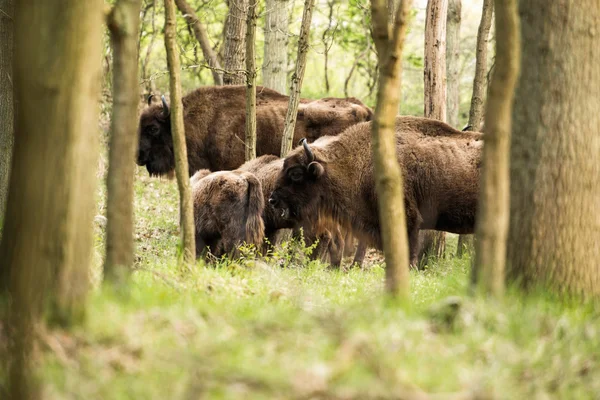 Masticar bisontes europeos —  Fotos de Stock