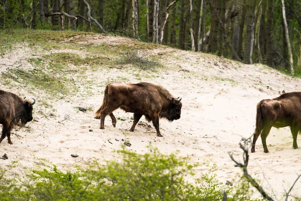 Troupeau de bisons européens — Photo