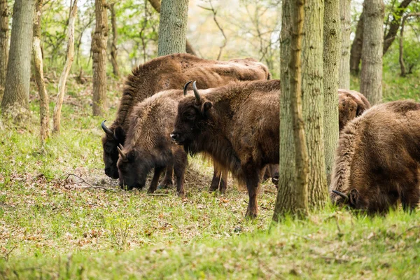 Avrupa bizonu sürüsü — Stok fotoğraf