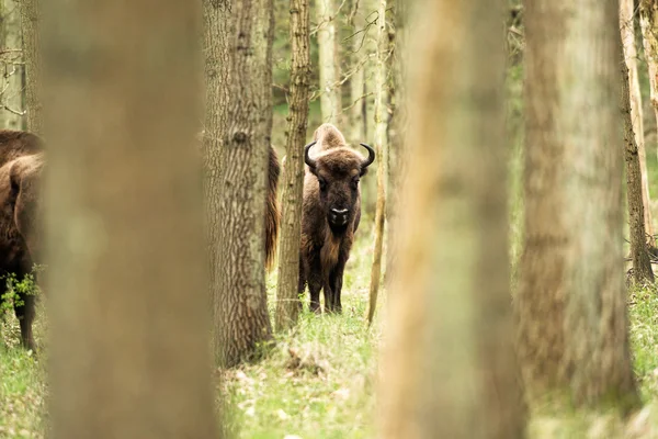 Bison bezerro em pé entre as árvores — Fotografia de Stock