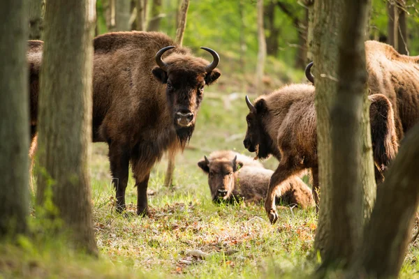 Mãe bisonte europeu com bezerro na floresta — Fotografia de Stock