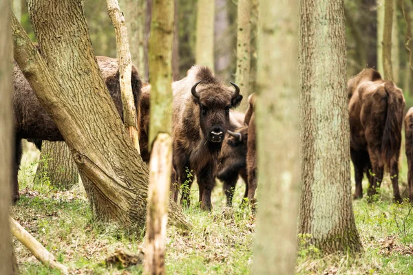 Bisonte en el bosque mirando hacia la cámara —  Fotos de Stock