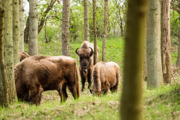 Veau de bison sortant de la langue — Photo