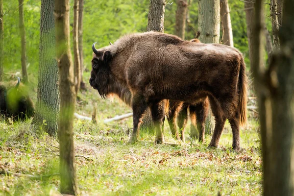 Vue latérale de la marche du bison — Photo