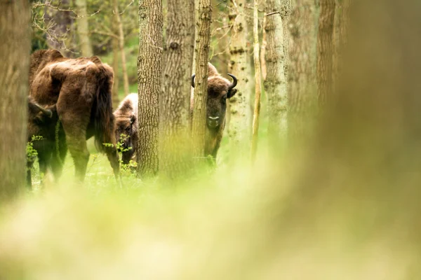 Bison πίσω από το δέντρο στο δάσος — Φωτογραφία Αρχείου