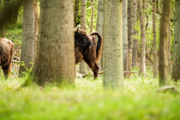 Seitenansicht des europäischen Bisons — Stockfoto