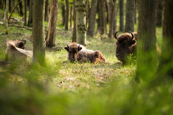 Grupo de bisões europeus — Fotografia de Stock