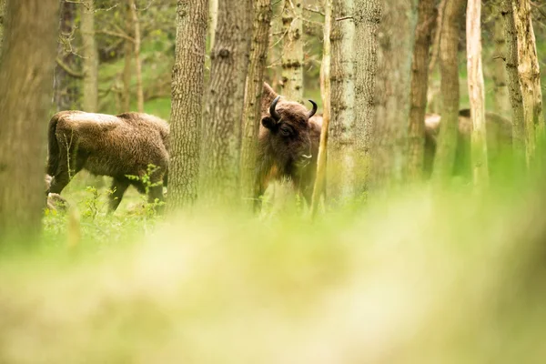 Голова бизона между деревьями в лесу — стоковое фото