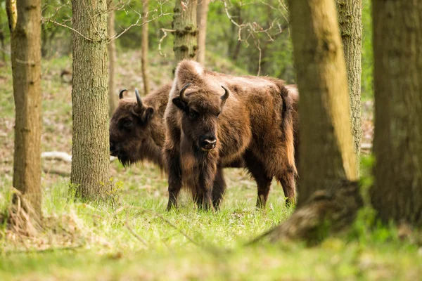 Avrupa bizonu ayakta ormanda grup