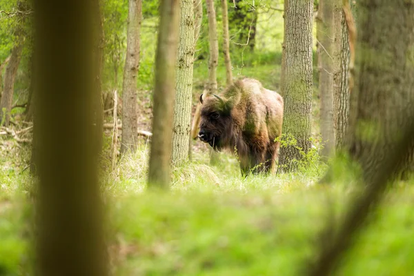 Bison περπάτημα στο δάσος — Φωτογραφία Αρχείου