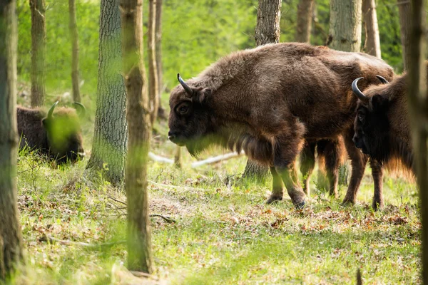 Vue latérale du bison — Photo