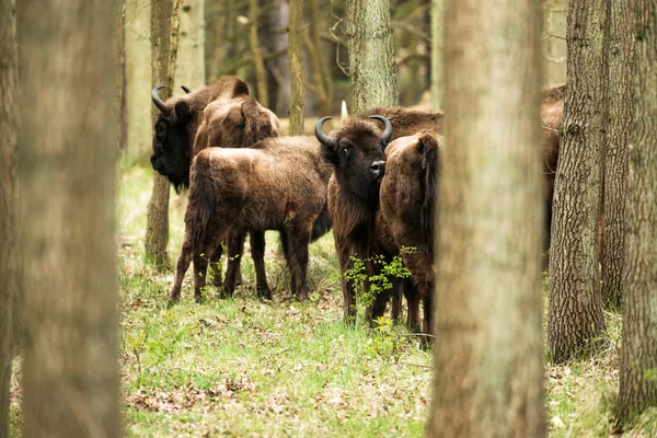 Europeo bisonte leccare un altro — Foto Stock