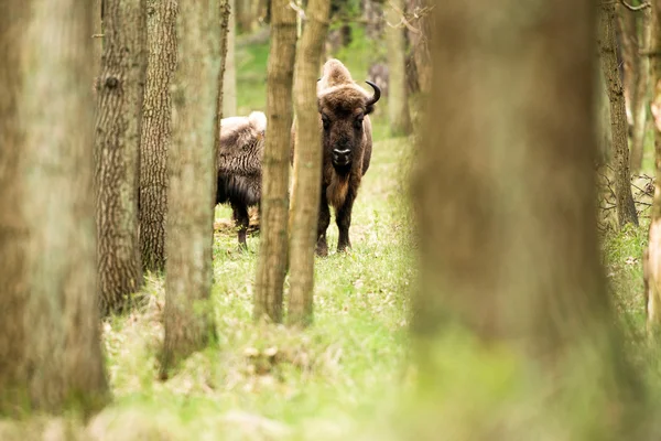 Europese bizon staande — Stockfoto