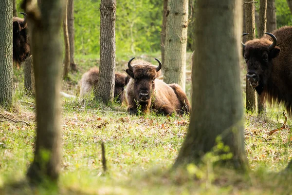 Bisonte de ternera acostado en la hierba en el bosque —  Fotos de Stock