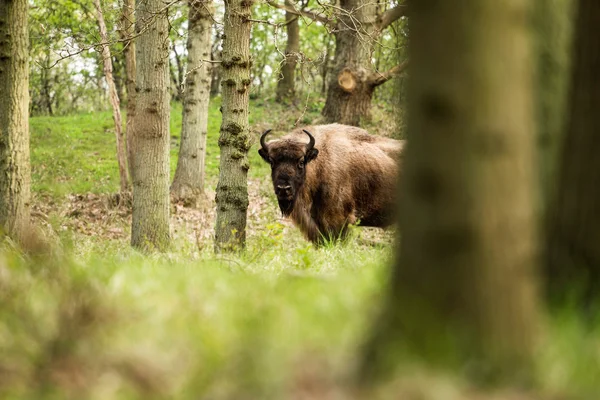 Un bison debout entre les arbres — Photo