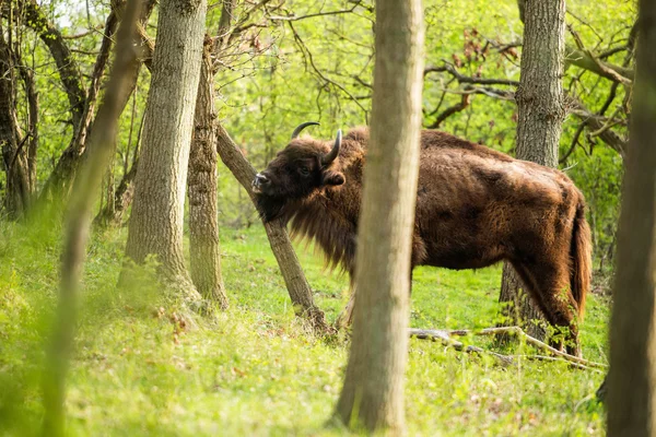 Bisonte europeo rascándose la barbilla en el tronco de un árbol —  Fotos de Stock