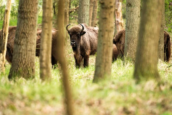 Branco di bisonti europei nella foresta — Foto Stock