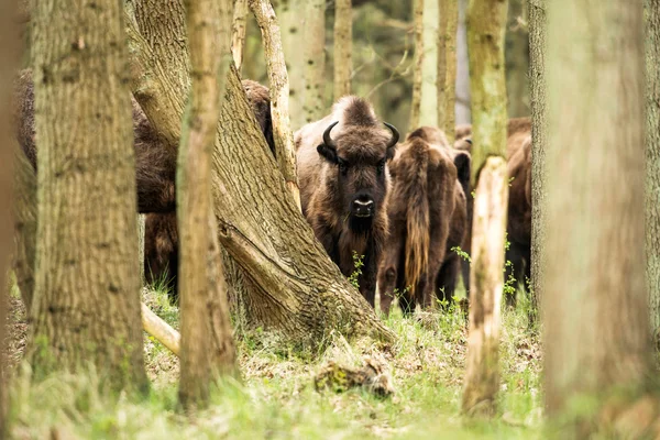 Bisonte en el bosque mirando hacia la cámara — Foto de Stock