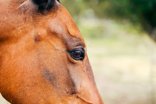 Oog van bruin paard. — Stockfoto