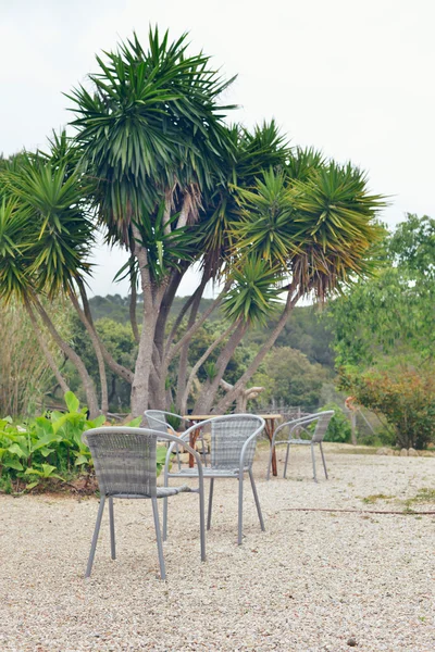 Chairs in garden with yucca tree. — Stock Photo, Image