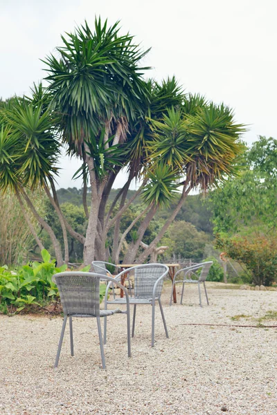 Stoelen in tuin met yucca boom. — Stockfoto