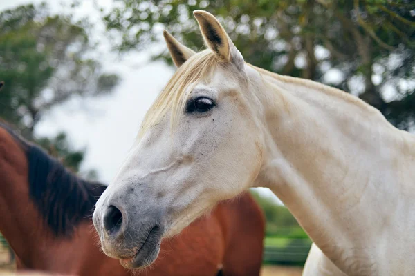 Tête de cheval blanc . — Photo