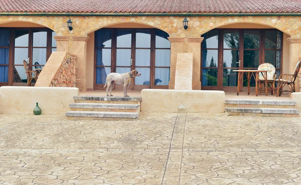 Perro de pie en la terraza escaleras de casa . —  Fotos de Stock