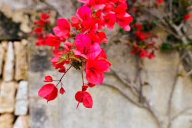 Çiçek çiçek açması bougainville.