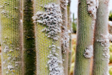 Kaktüsler tüysüz ile yakın çekim 