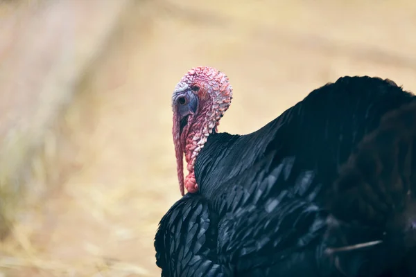 Head of turkey  close up — Stock Photo, Image