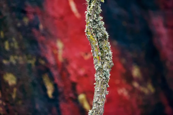 藓类植物树皮 — 图库照片