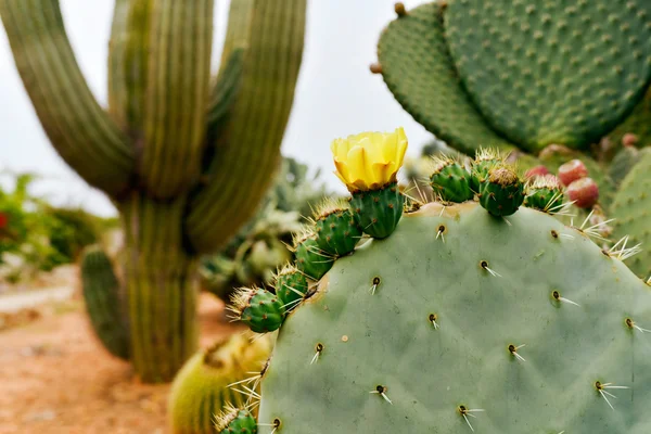 Cactus with blossom flower in garden — Stock Photo, Image